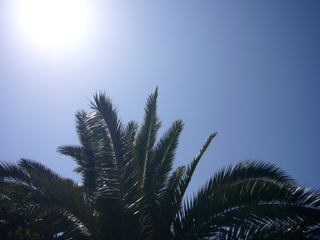 Sonne durch Palmen