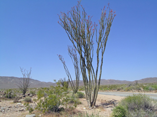 Kaktusbaum